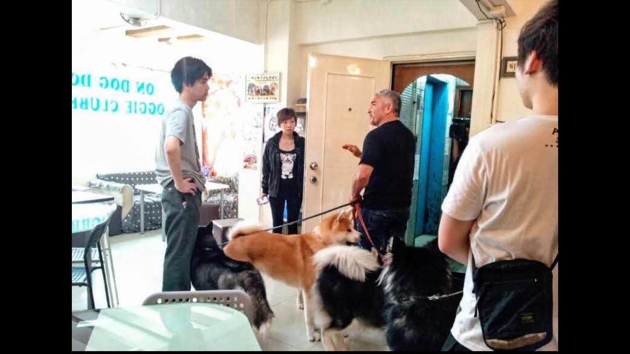 Cesar 911: Special 0x6 | Trouble At The Hong Kong Dog Cafe