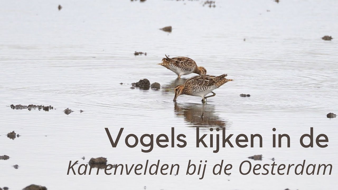 Vogels kijken in de Karrenvelden bij de Oesterdam #1311