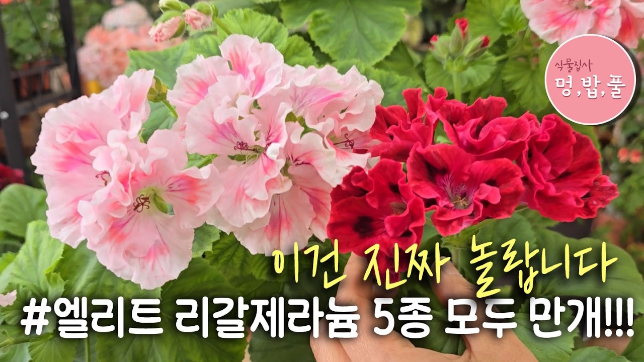 엘리트 리갈제라늄5종소개 Introducing Five Elite Regal  #show regal#pelargonium