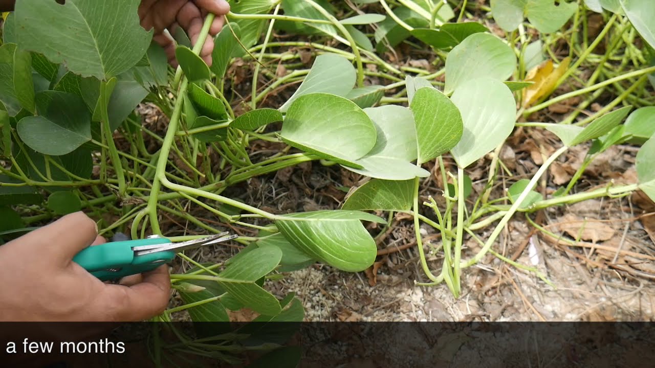 Goat’s foot (Ipomoea pes-caprae) Propagation & Care #BeachMorningGlory #Vine