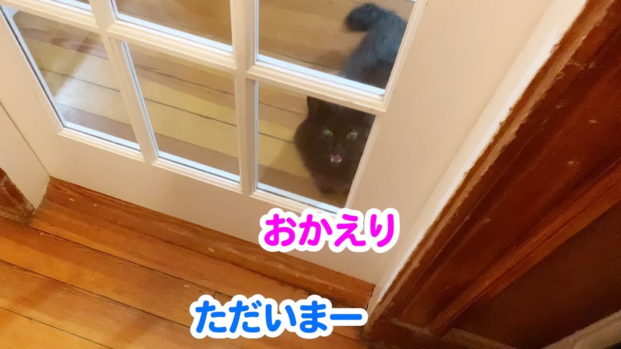 【しゃべる猫】飼い主の帰宅に興奮を隠せず意外な発言をしてしまった猫【しおちゃん】