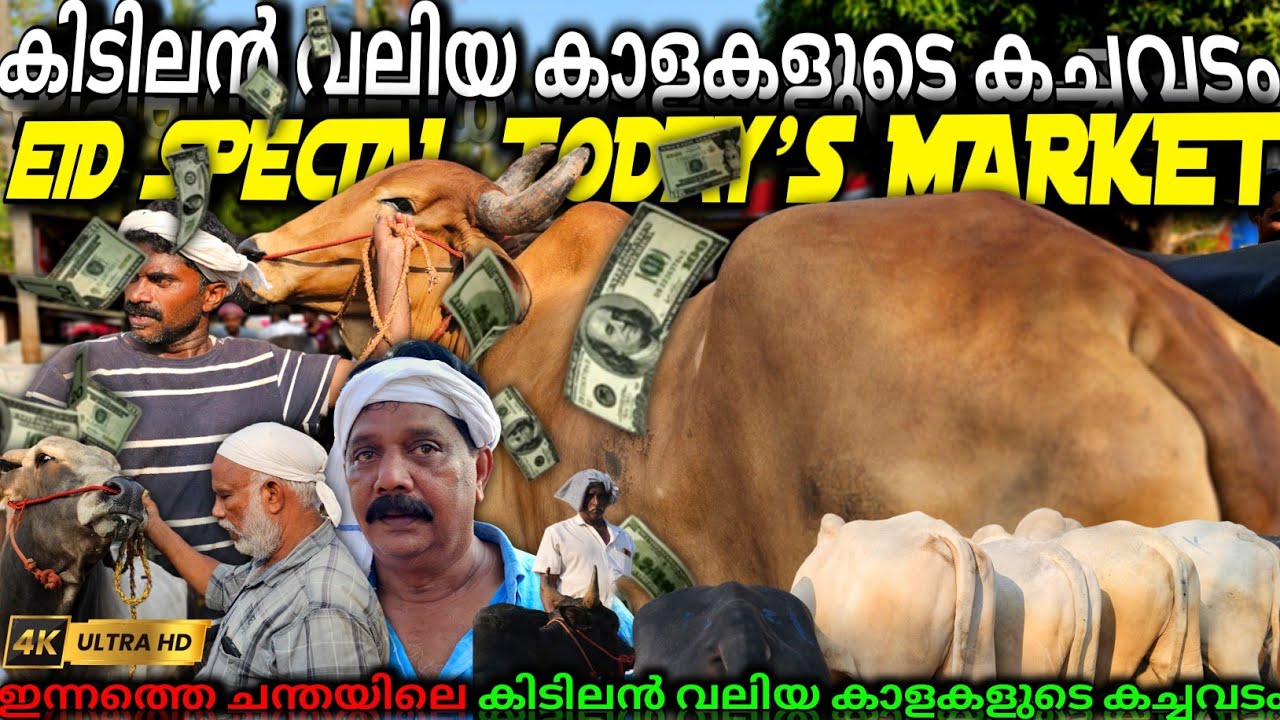 ✨ഇന്നത്തെ പെരുന്നാൾ ചന്തയിലെ കിടിലൻ 🐂വലിയകാള കച്ചവടം💸 Chattipparamba Chanda today | Eid Special#bull