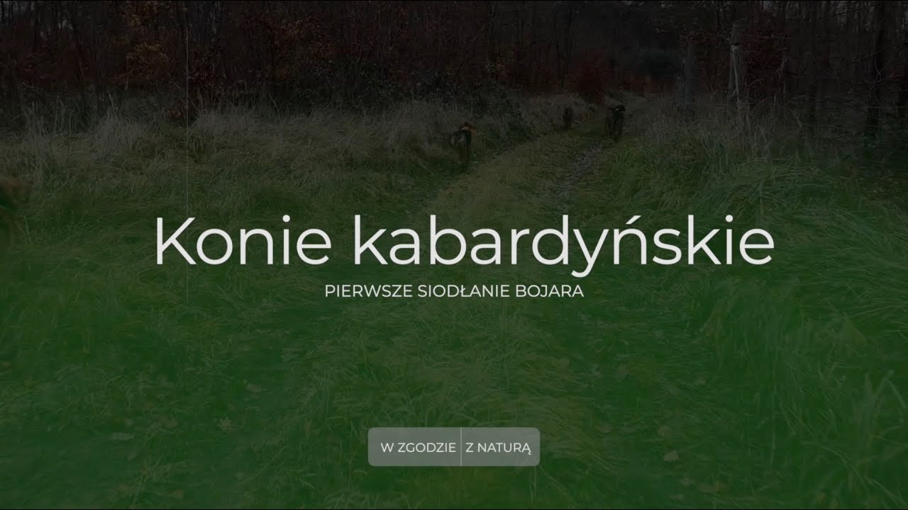 Konie kabardyńskie – pierwsze siodłanie Bojara