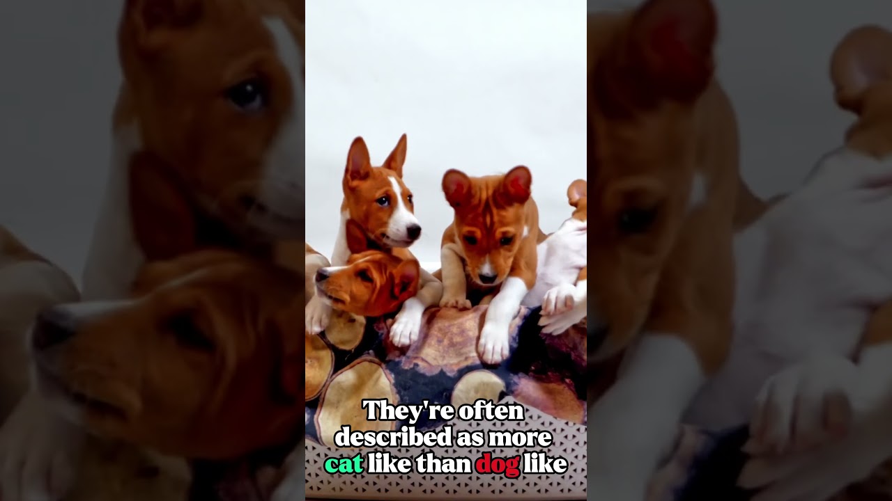 A Dog That Hunts in Complete Silence