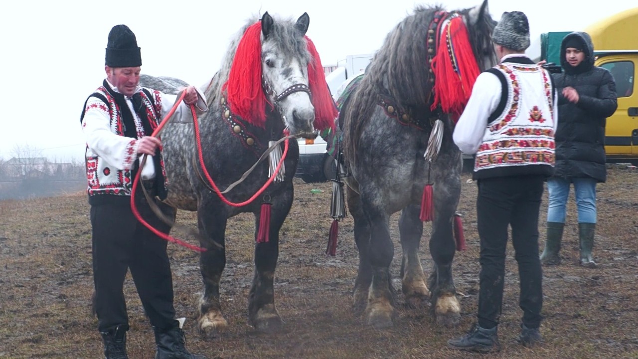 Târg expozițional de cai Trei Movile - Bucovina