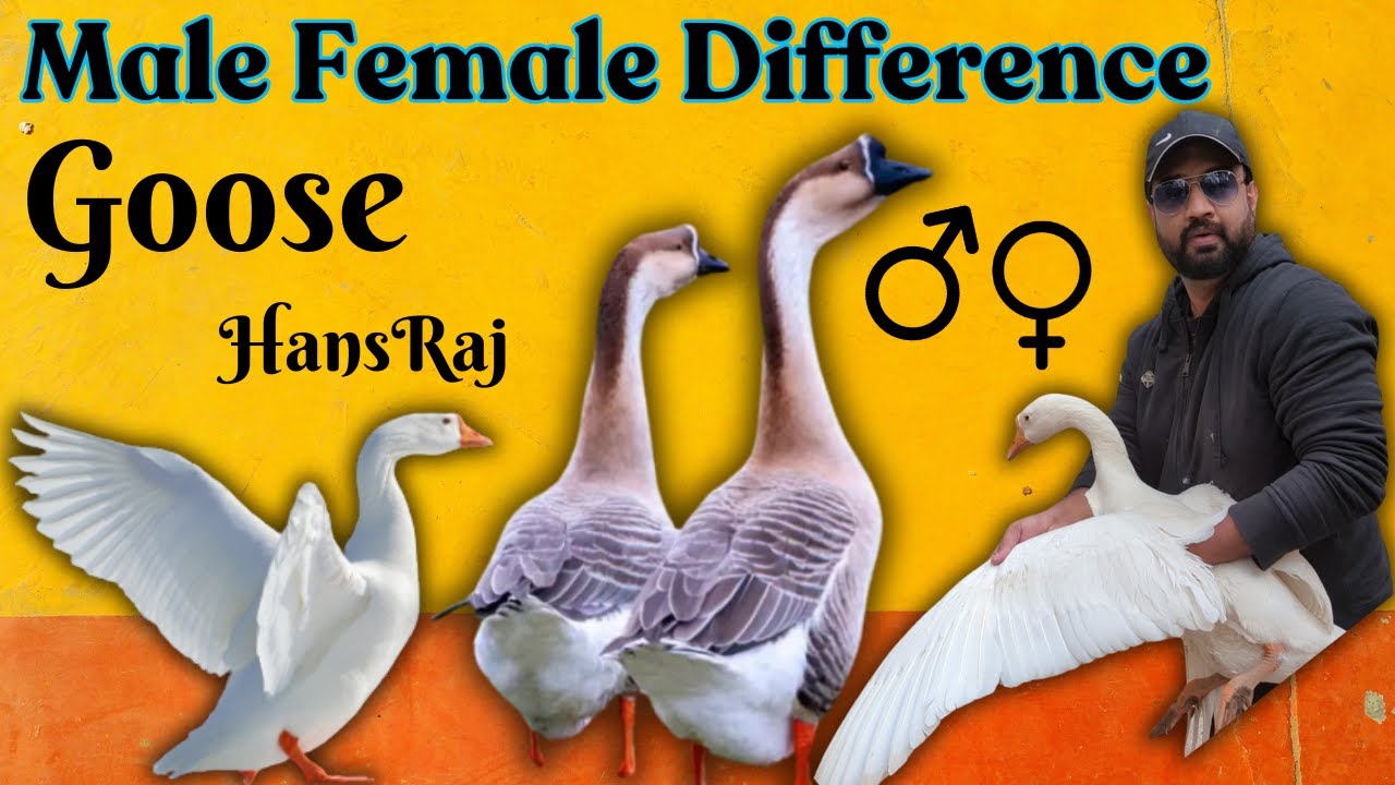 Goose Male\Female Difference | Big ducks Nar mada ki pehchan