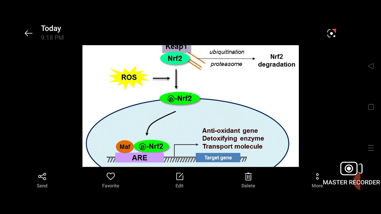 NRF2 pathway
