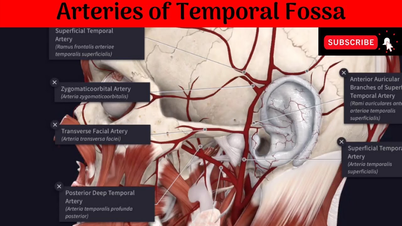 Arteries of Temporal Fossa | Deep Temporal Arteries | Superficial Temporal Artery & Its branches