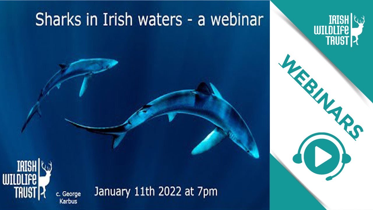 Sharks in Irish waters