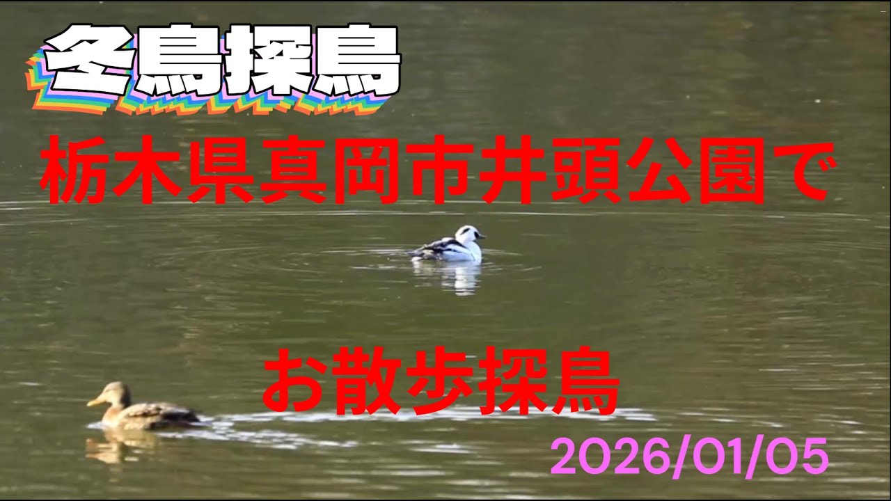 冬鳥探鳥　栃木県真岡市井頭公園でお散歩探鳥　きせつの風　2026/01/05