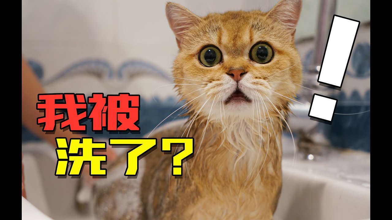 三年没洗的猫，洗澡时一脸懵！