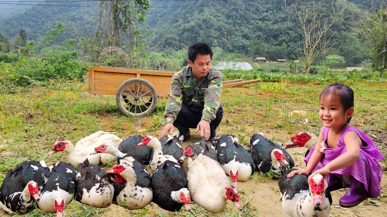 Harvesting Geese Go To The Market Sell-Clean the animal pens.