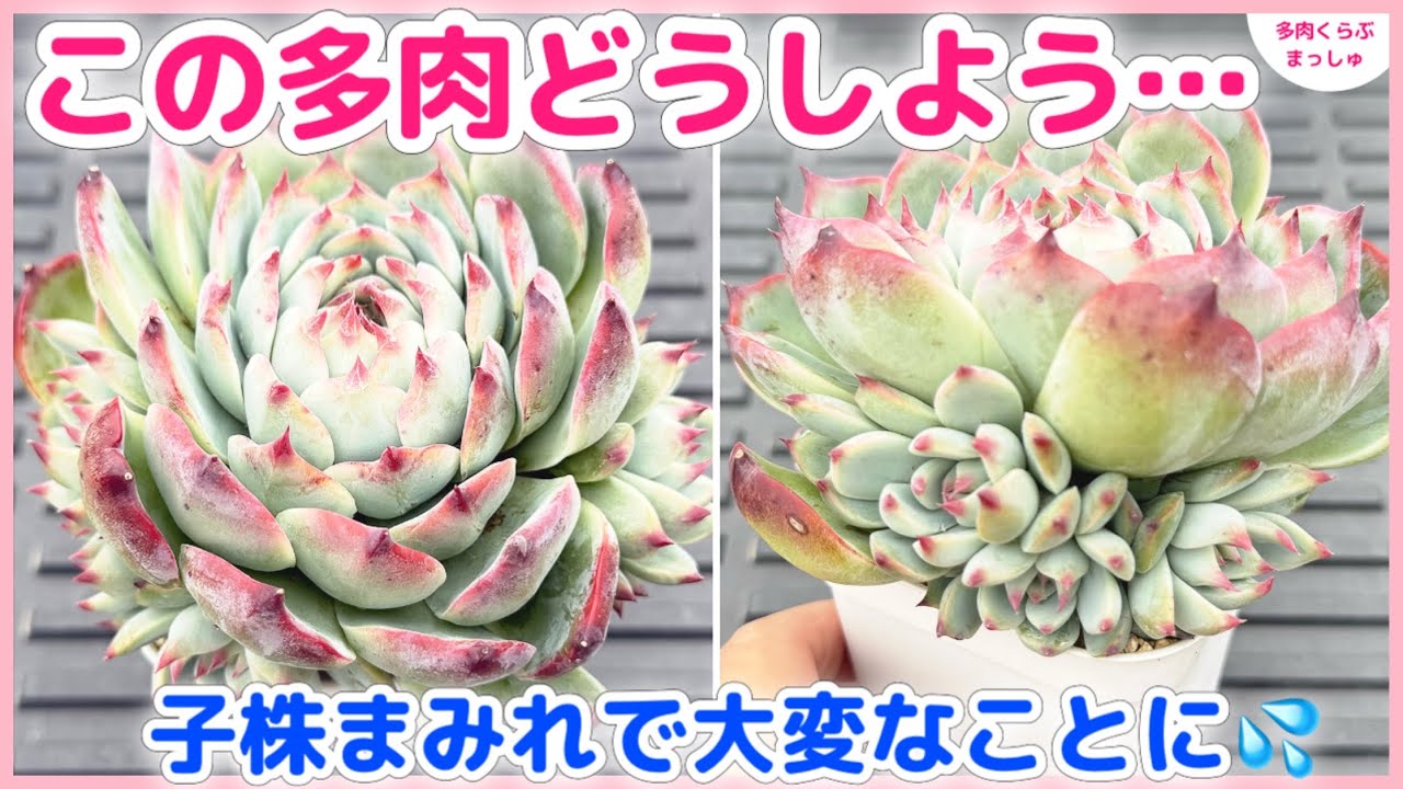 【多肉植物】子株だらけのこの多肉、カットする？しない？1ヶ月半後に衝撃の結果が待ってました❣️