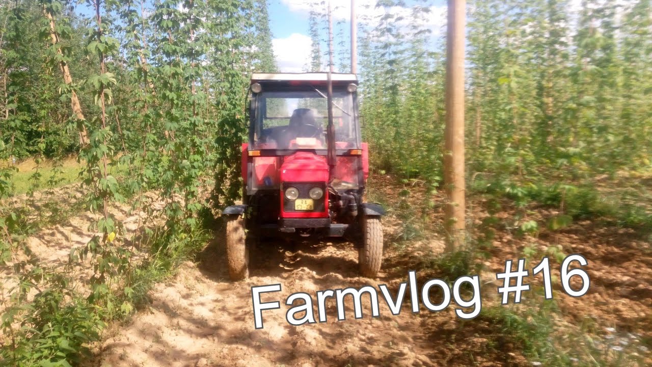 Farmvlog #16 / Zetor 7011 / kultivace chmelnice