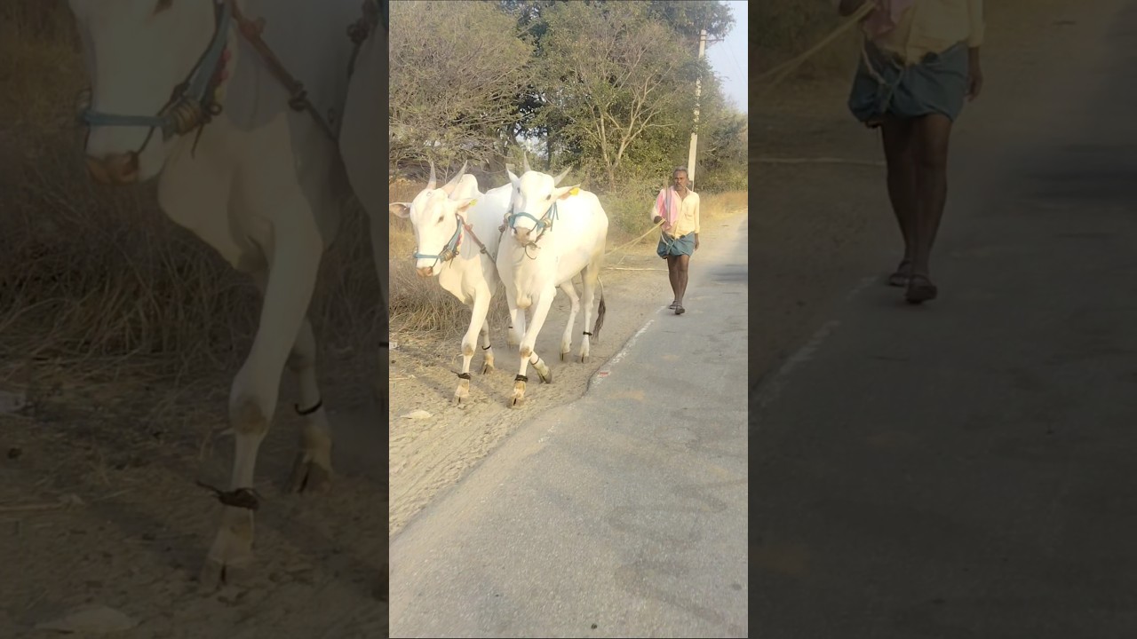 palledoddi Harikrishna khillari bulls #beautifulfolksong #lovemusic #comedy #farmingtraditions