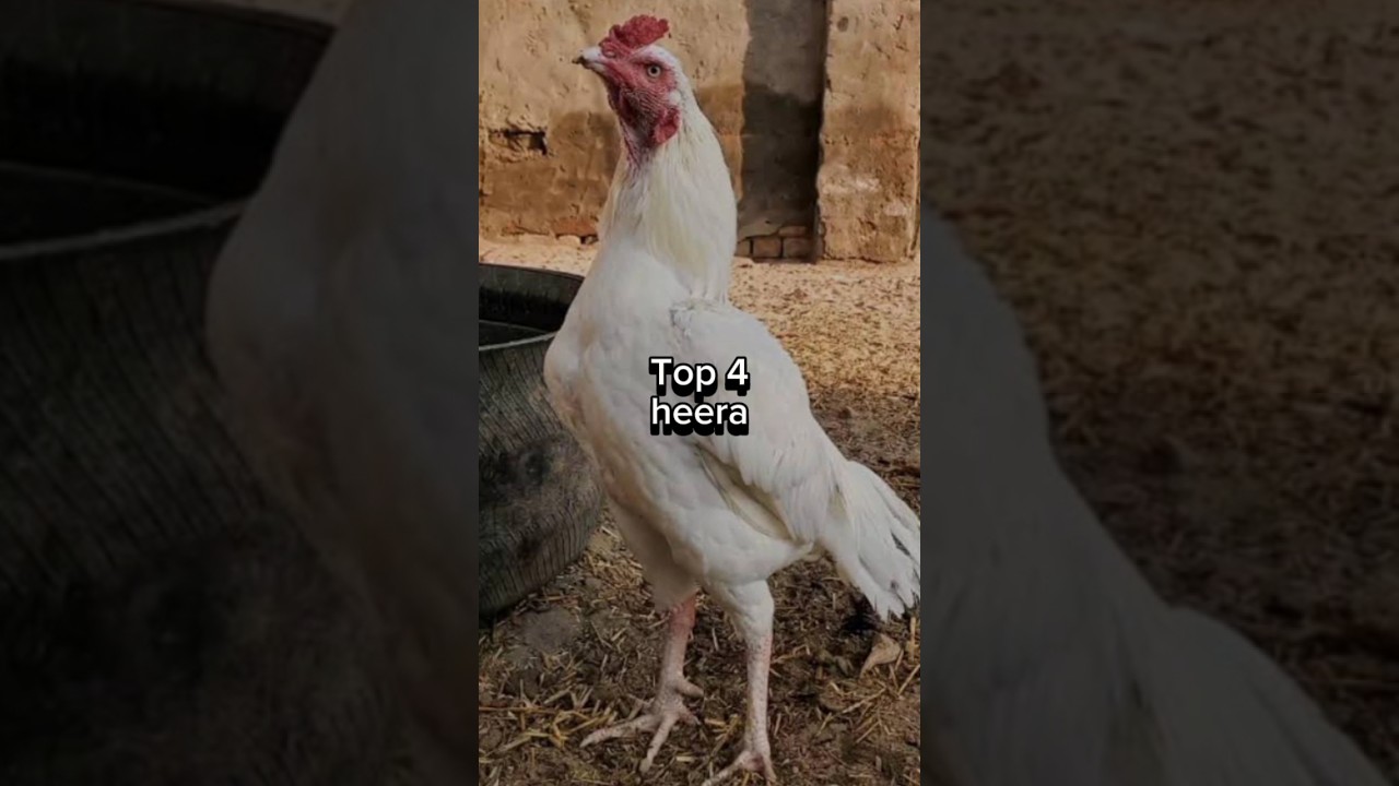 Which heera is the Best #aseels #murga #heera #viral #ytshorts #birds