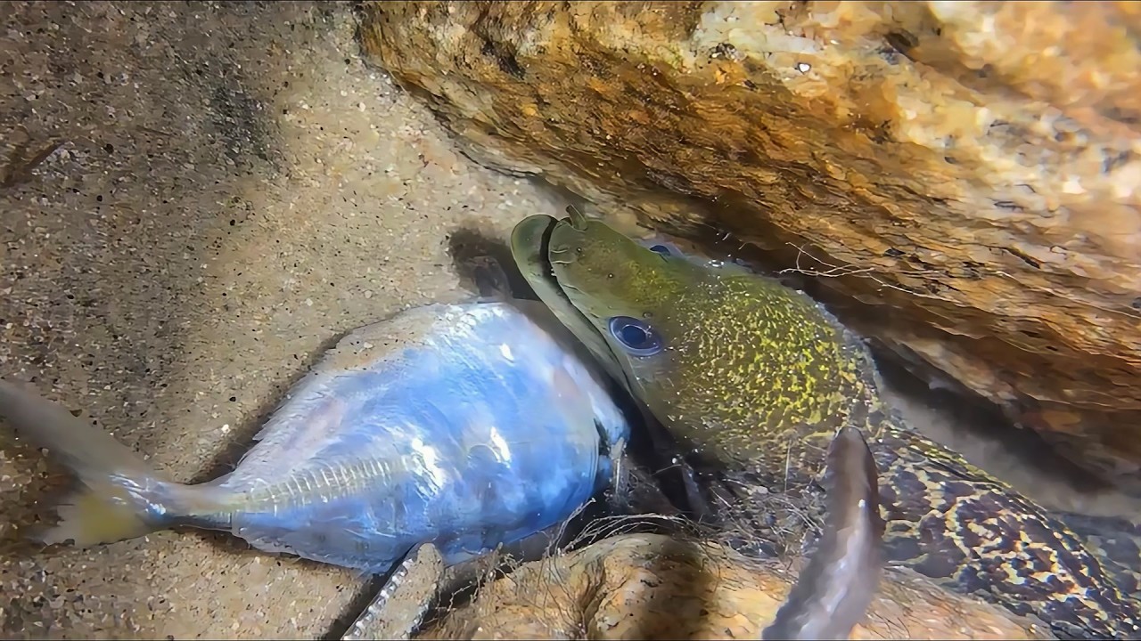 Diving Seafood Adventure - All Today's Surprises！020 #diving #fishing #lobster #crab