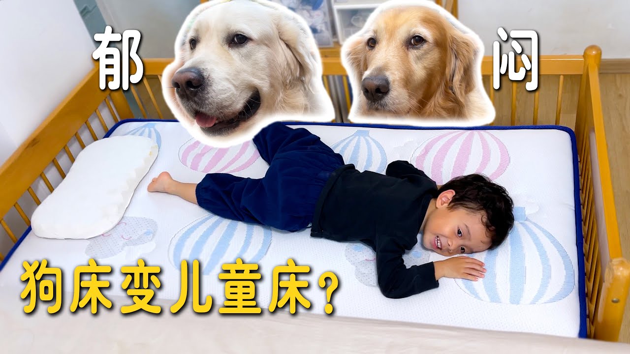 狗床变儿童床？小主人很喜欢，狗却不开心了！