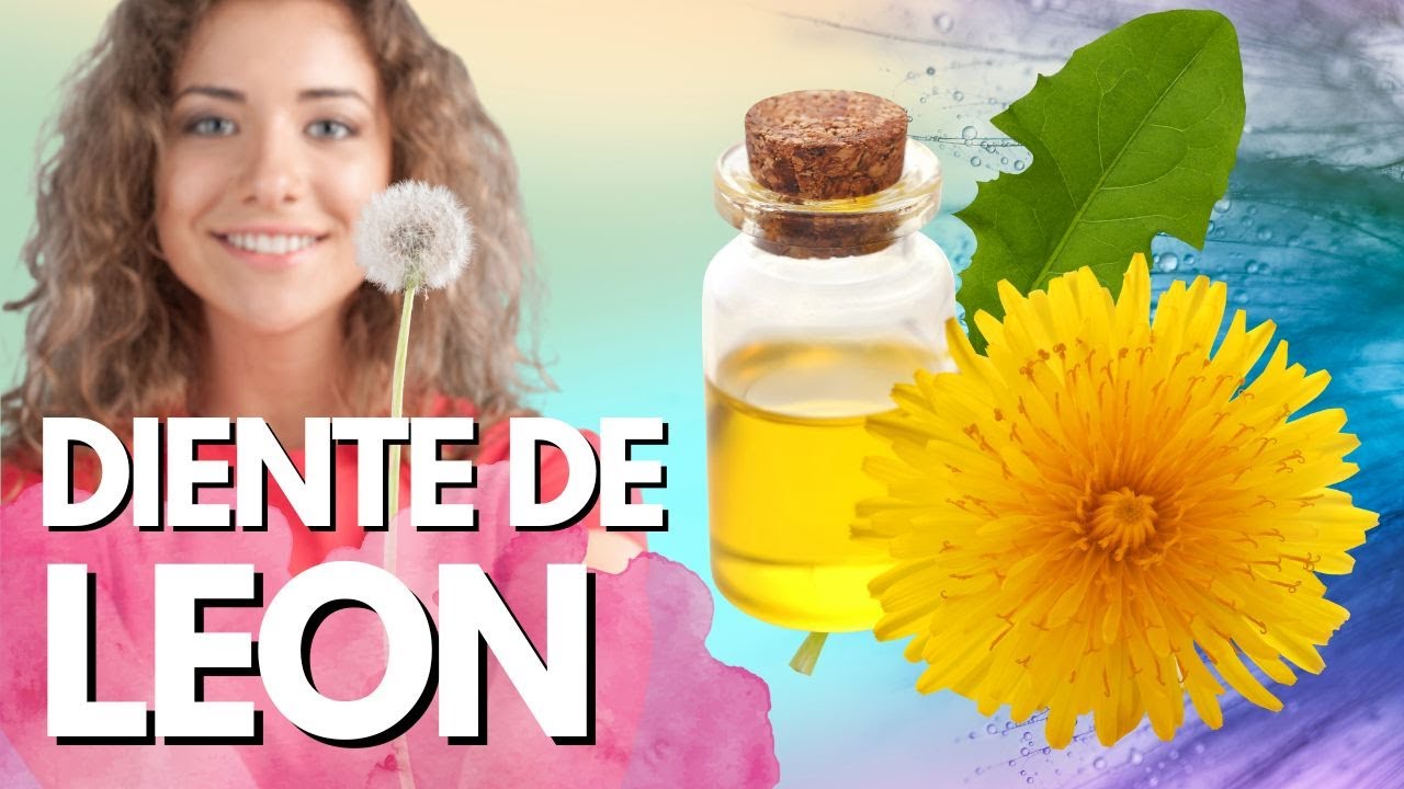 Usos y propiedades medicinales del Diente de Le&oacute;n, Taraxacum officinale Planta medicinal depurativa