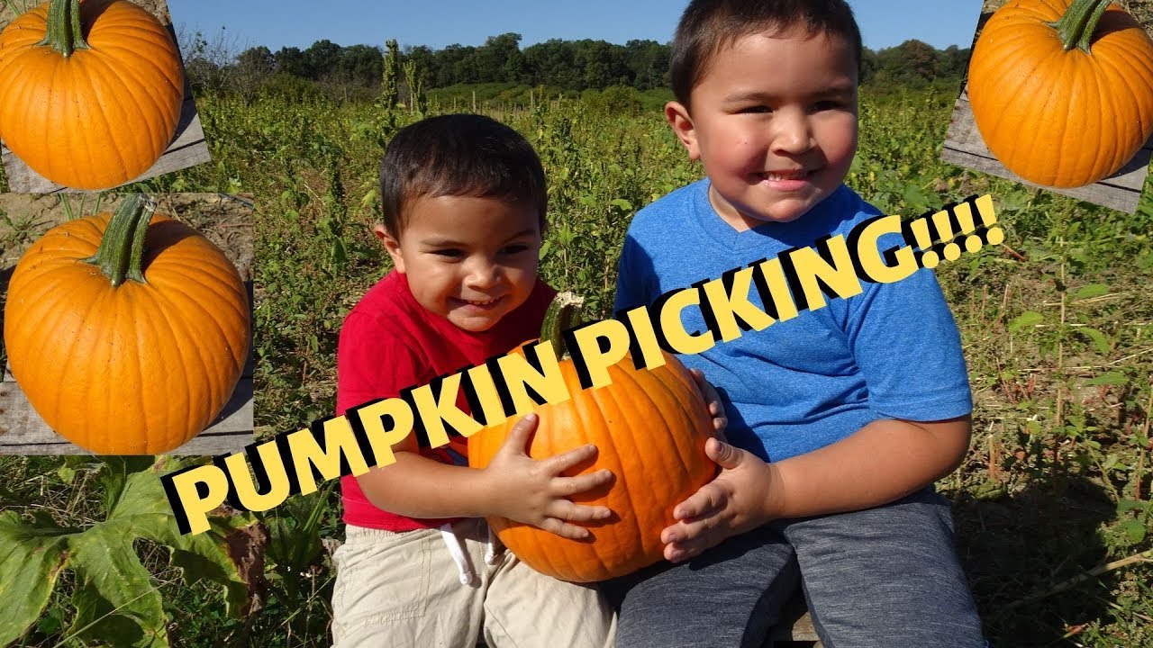 BUHAY AMERIKA:PUMPKIN PICKING & PUMPKIN PIE!!:D