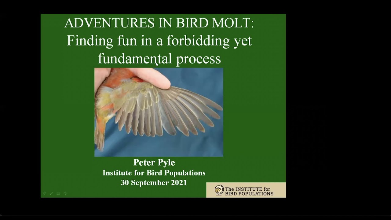 Adventures in Bird Molt: Finding fun in a forbidding yet fundamental process.  By Peter Pyle.