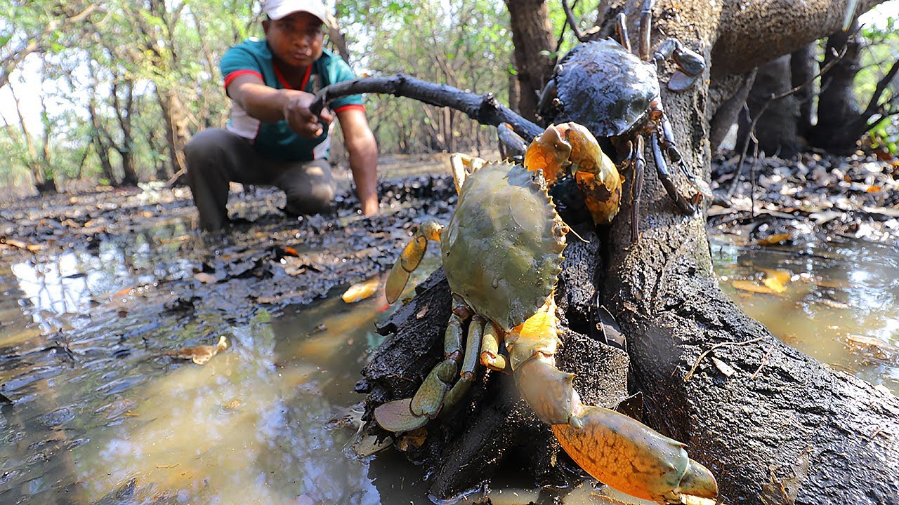 Season Dry 2020 - Find n Catch a lot Crab by Hand in Flooded Forest Sea After Water Went Down