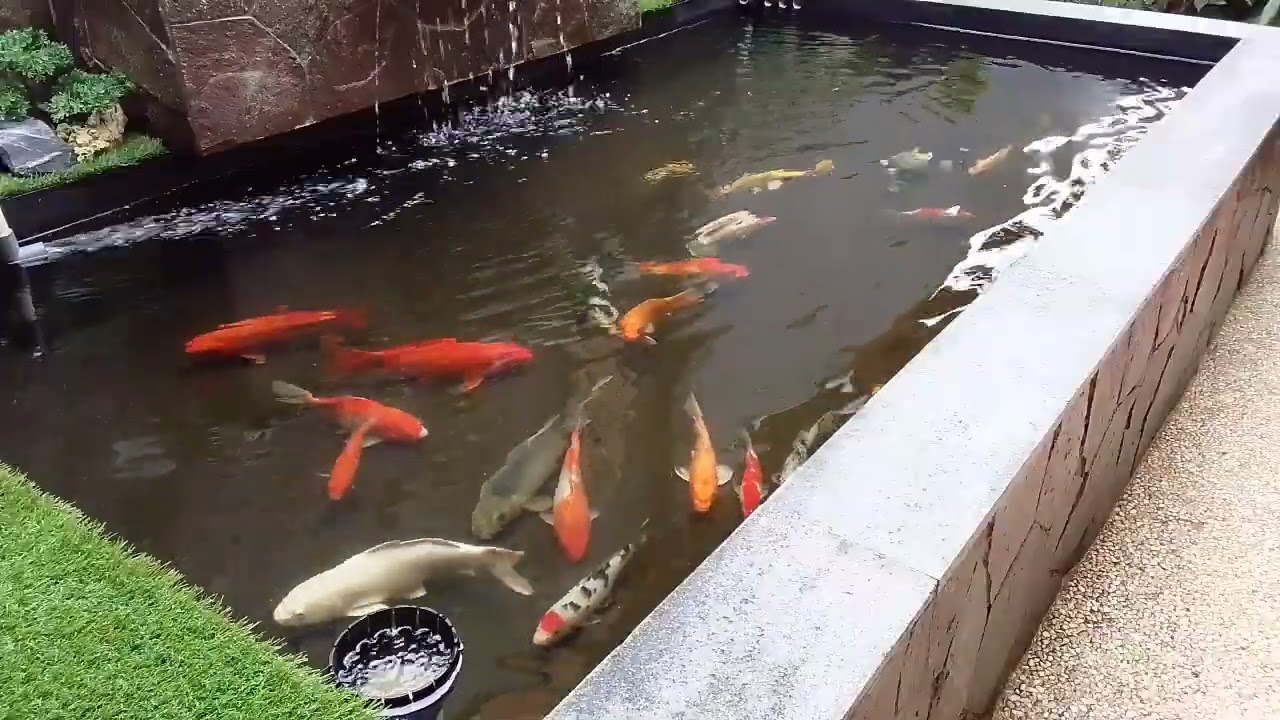 Ikan koi,ikan yg unik wara'warni pada ikan yg membedan nama dan jenis ikan nya