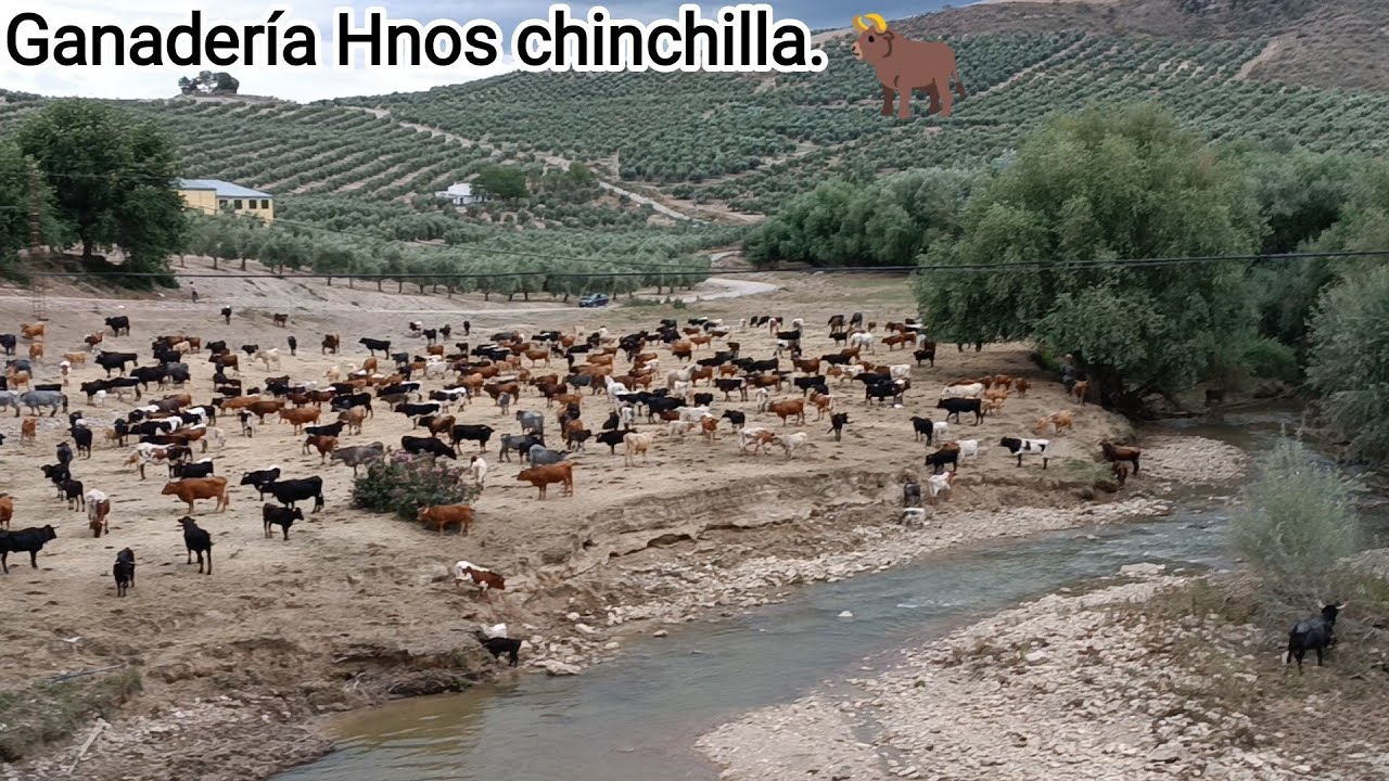 Trashumancia, (la Carolina , Santiago de la espada). Ganadería Hnos Chinchilla.