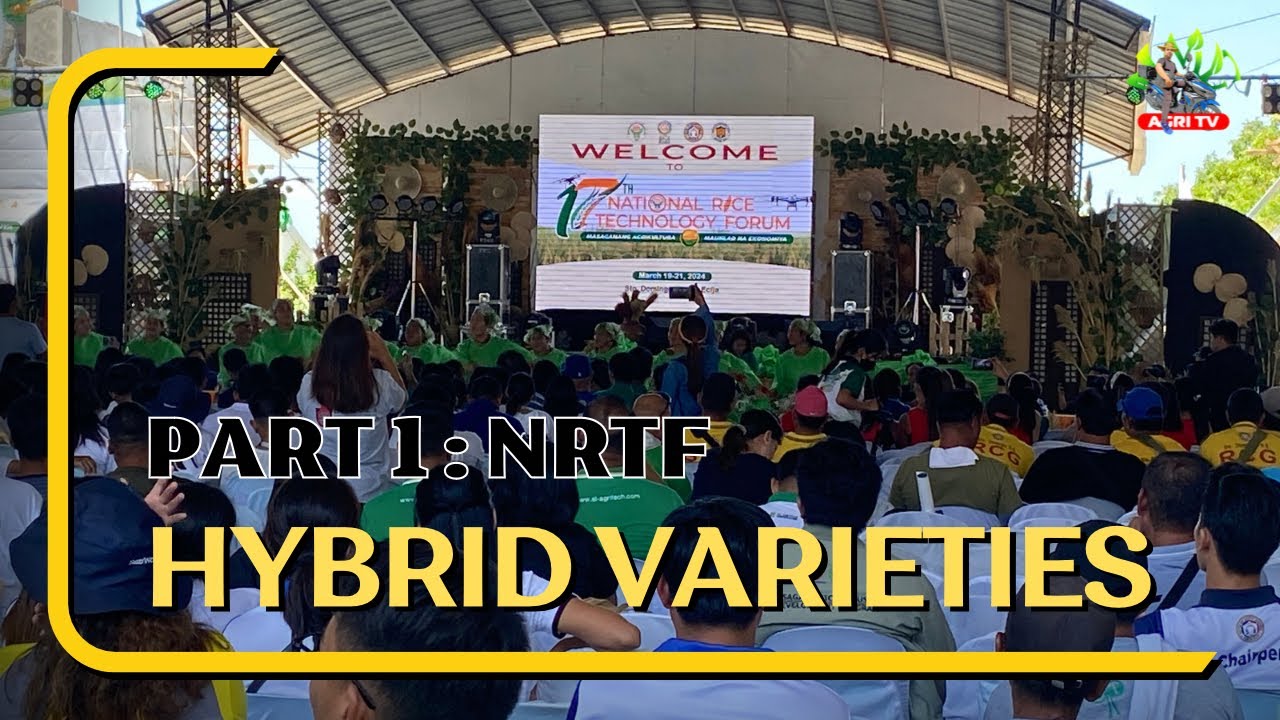 HYBRID RICE VARIETIES NA PWEDE MONG ITANIM SA DARATING  NA TANIMAN / NRTF ( part 1 )