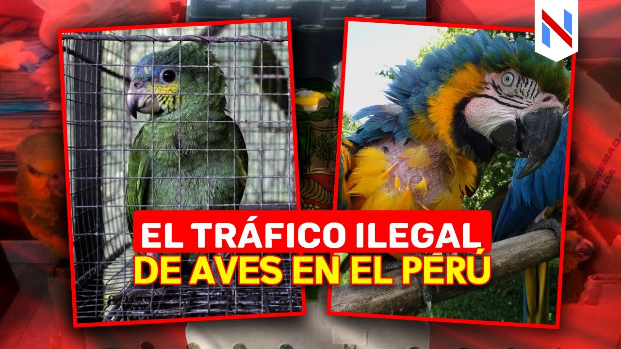 😥¿Qué aves son las más traficadas ilegalmente en el PERÚ? | Tráfico ilegal de aves