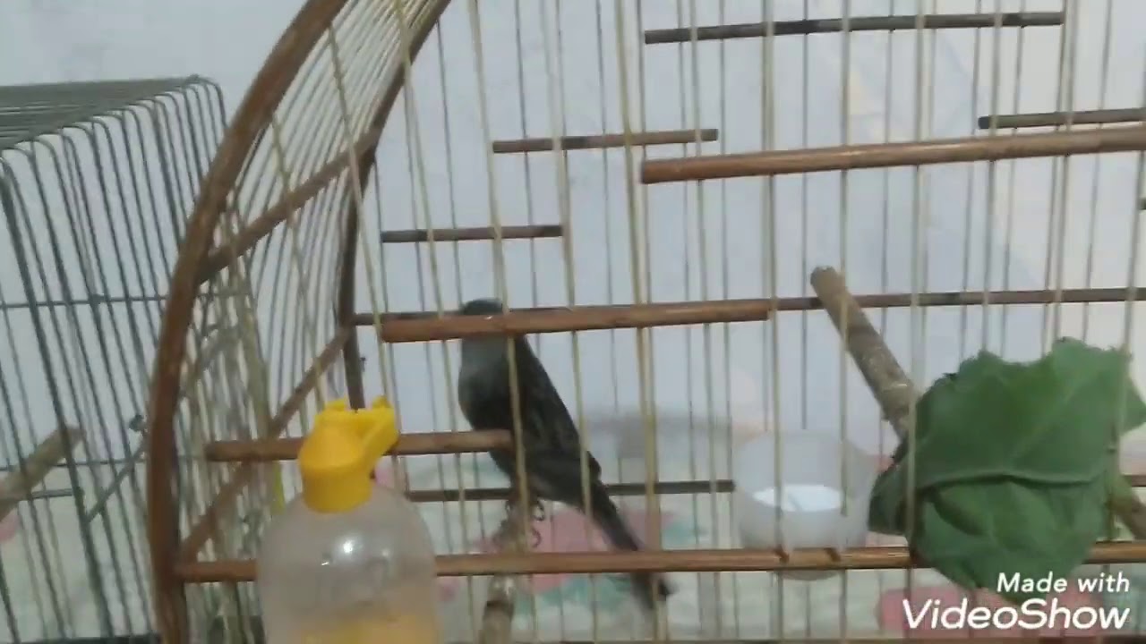 como tira filhotes de canários de maneira fácil e prático