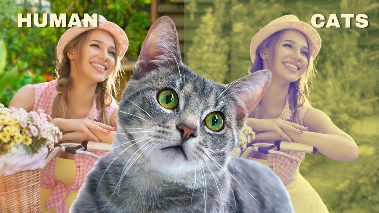 Cat Vision : How cats see the world?