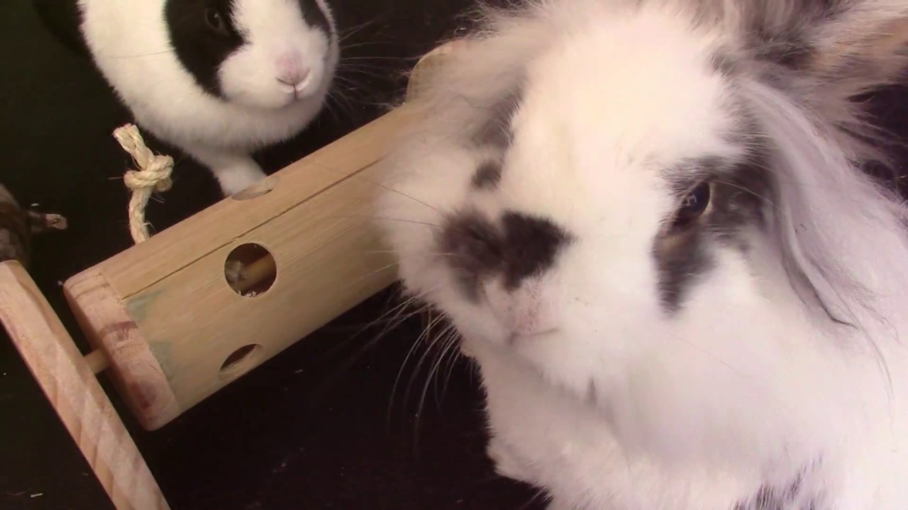 Wie klug sind meine Kaninchen ?! 😏🐇| M. Mörki