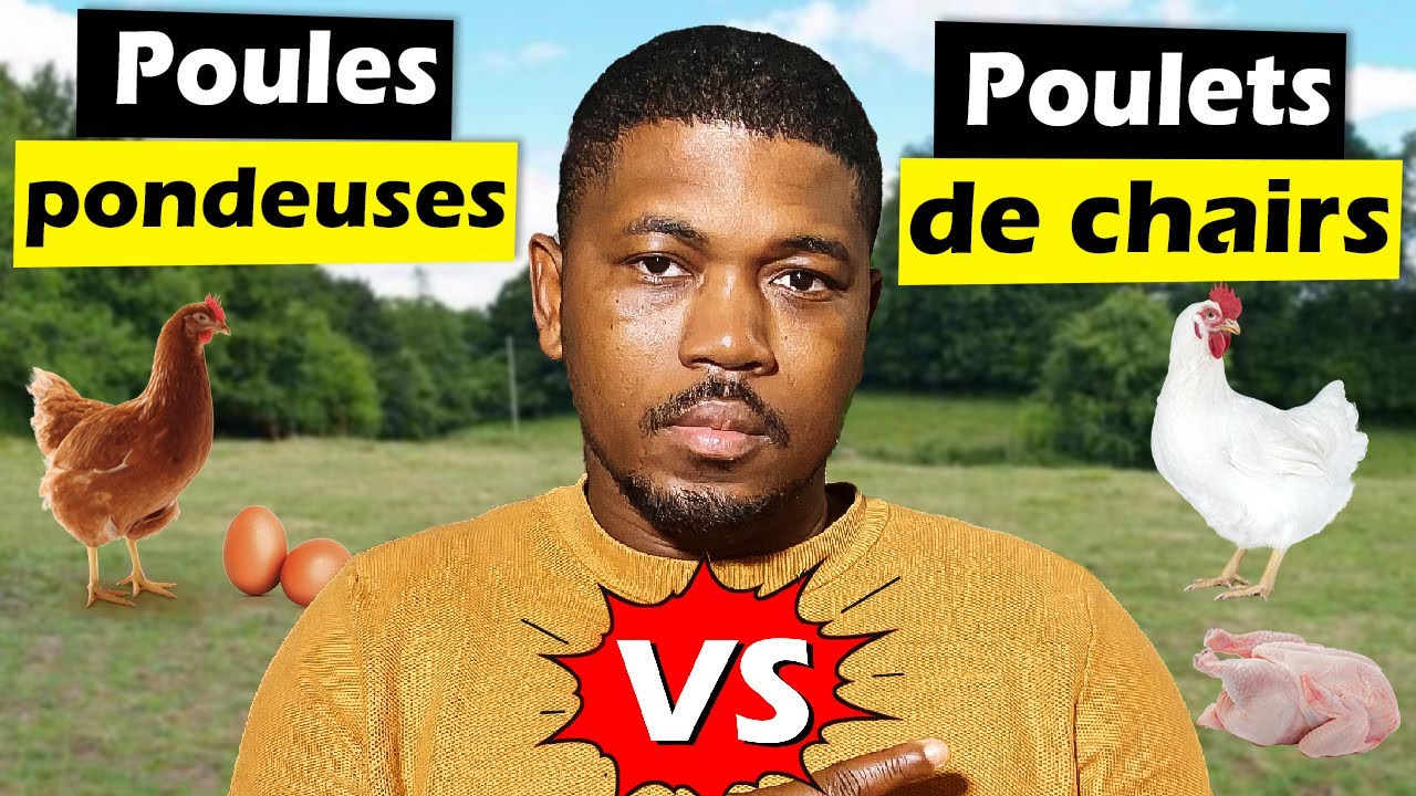 Pondeuses vs poulets de chair | Lequel rapporte plus d'argent ?