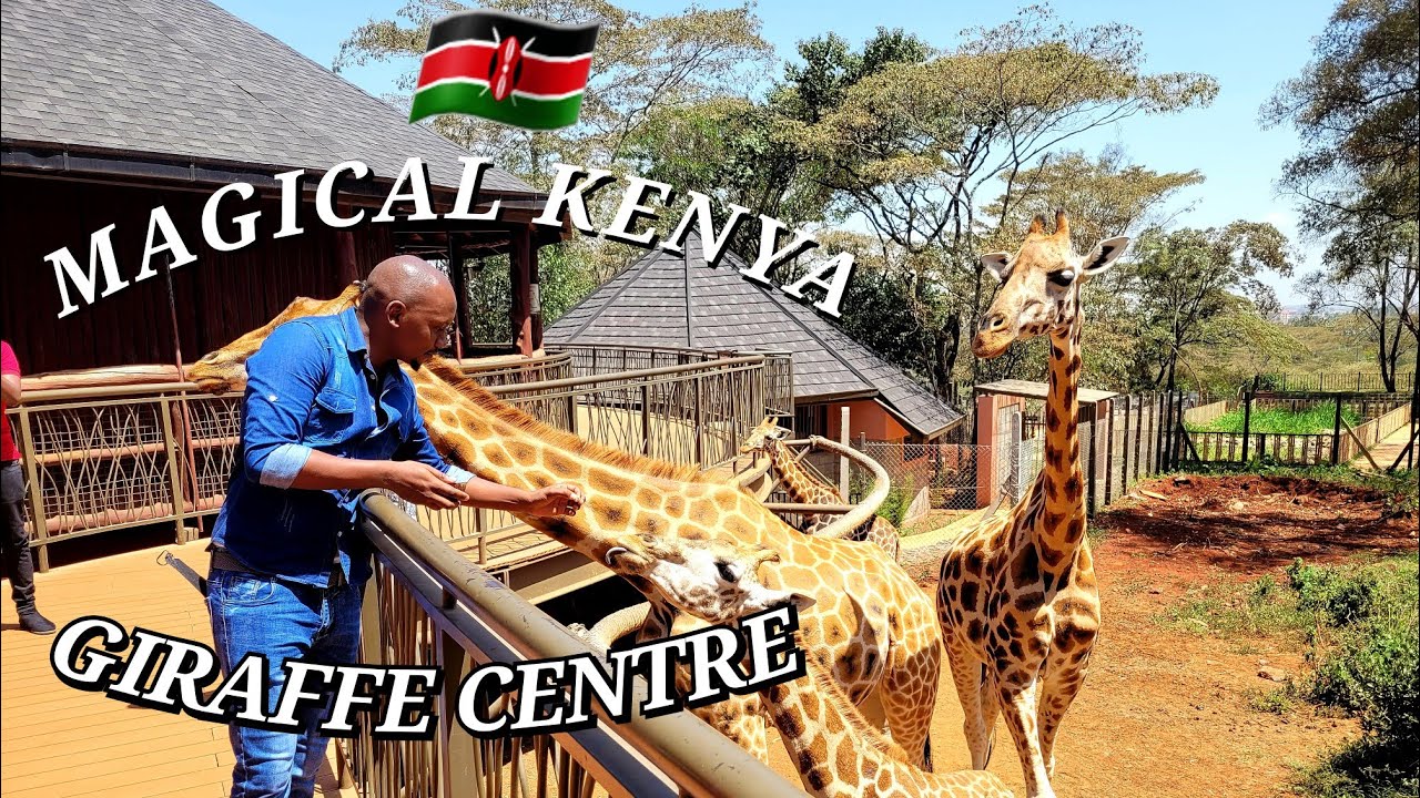 Travel to Giraffe Centre in Nairobi | Wildlife | Tourism | Magical Kenya