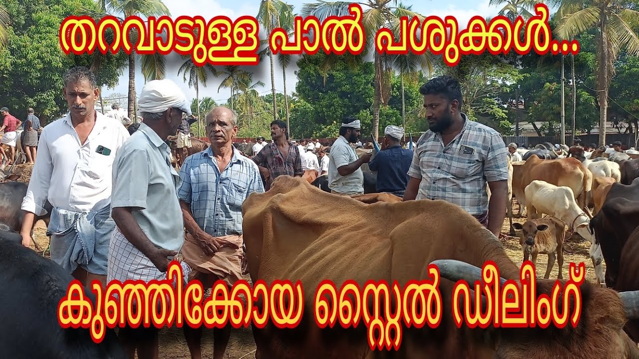 തറവാടുള്ള പാൽ പശുക്കൾ...കുഞ്ഞി കോയ സ്റ്റൈൽ സീലിംഗ്#cow #bulloxer
