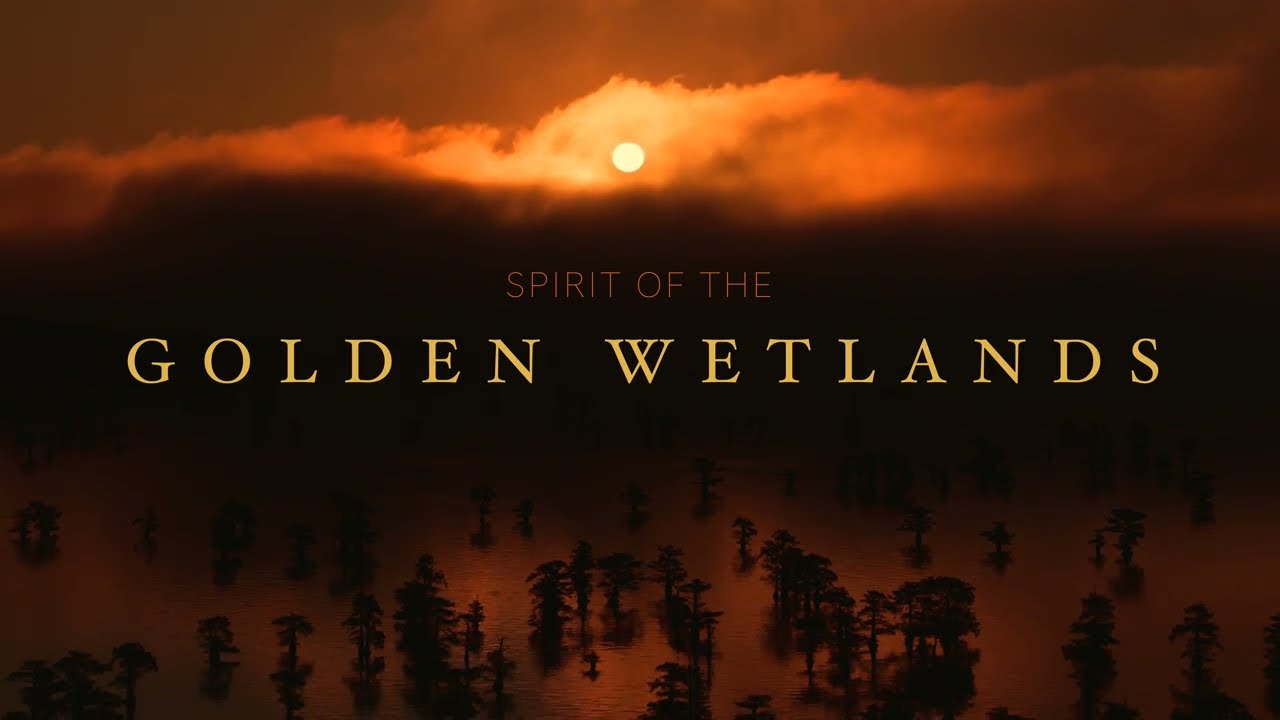 Spirit of the Golden Wetlands | Cinematic Aerial Journey -  DJI Inspire 3