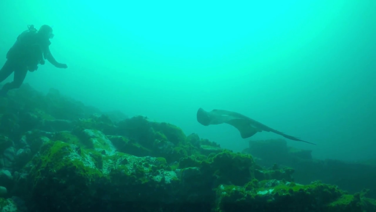 Seal and bull ray dive, Port Kembla NSW Australia
