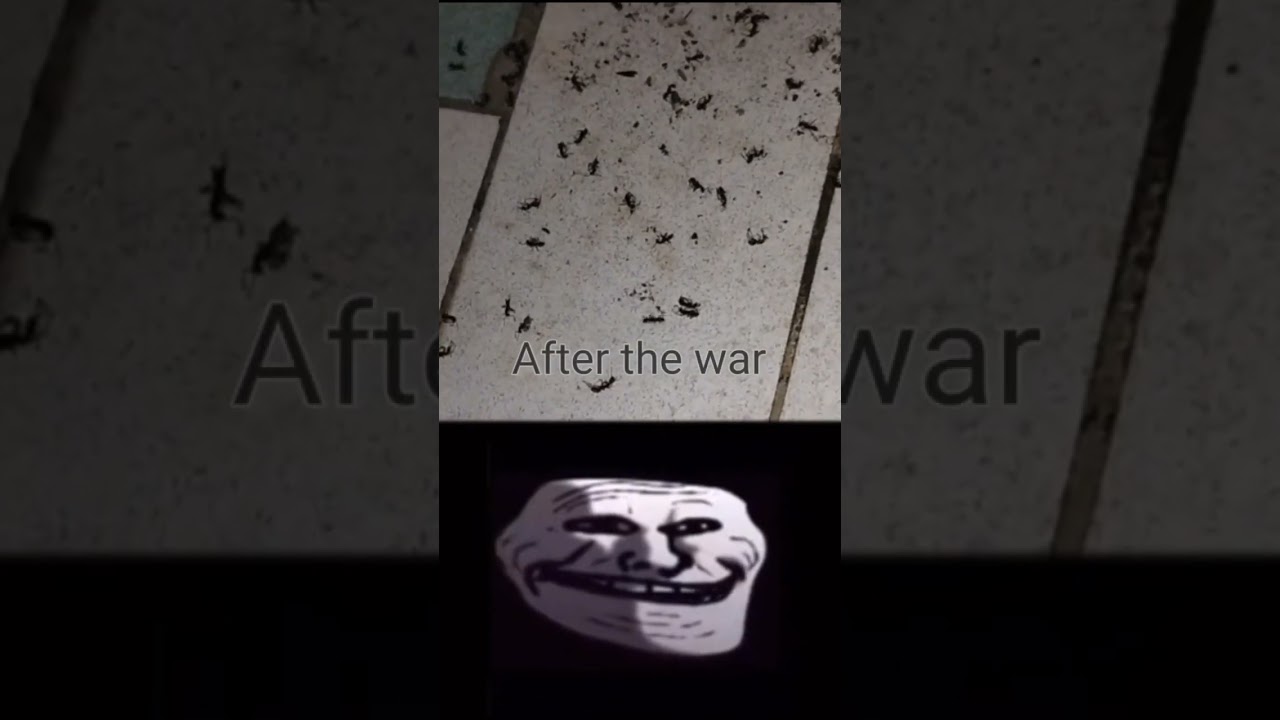 War... #Ants #bugs #War