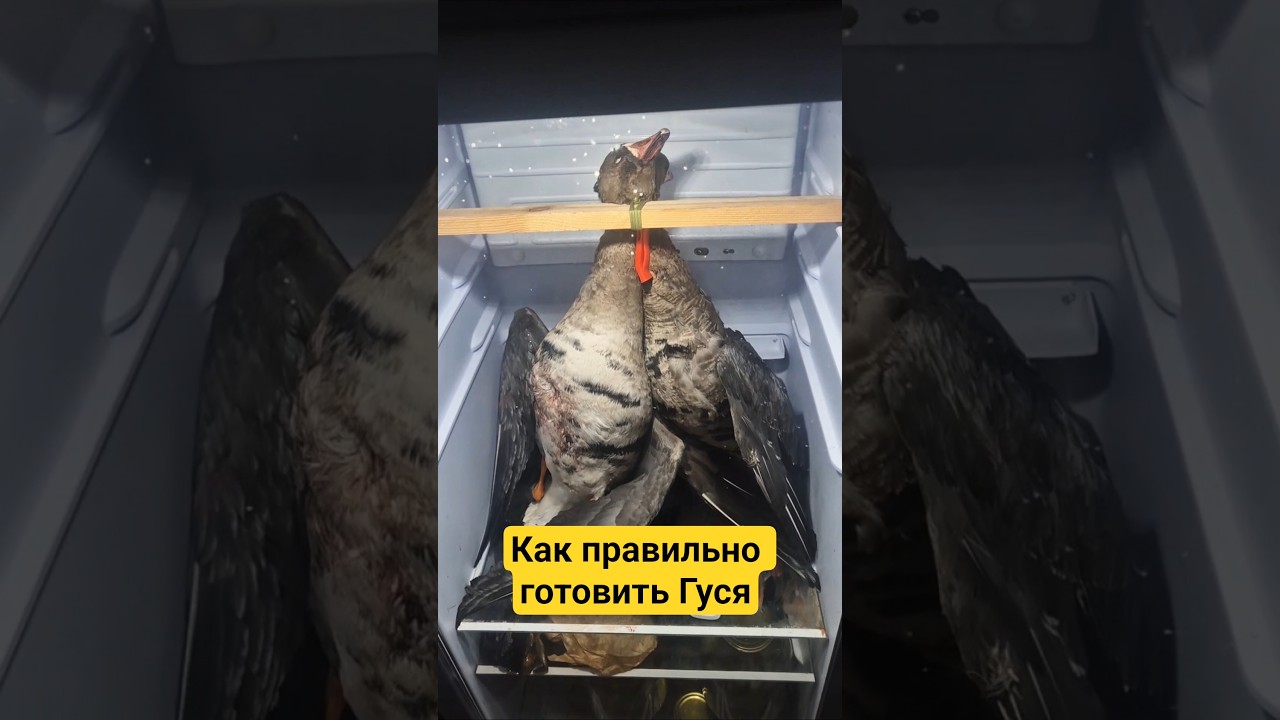Готовим гуся охота на гуся #охотник #hunting