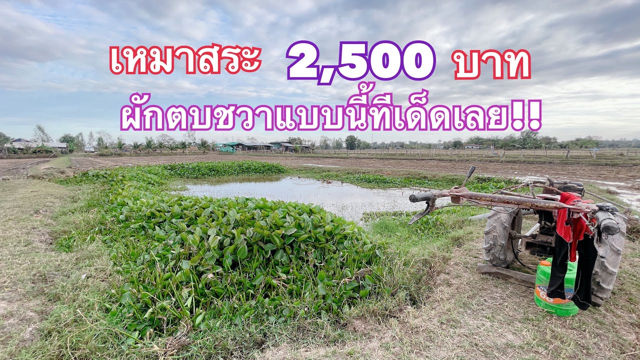 เหมาสระ 2,500 บาท  ผักตบชวาแบบนี้ทีเด็ดเลย! น้าดำบอกสระแบบนี้ปลาอยู่ดี!