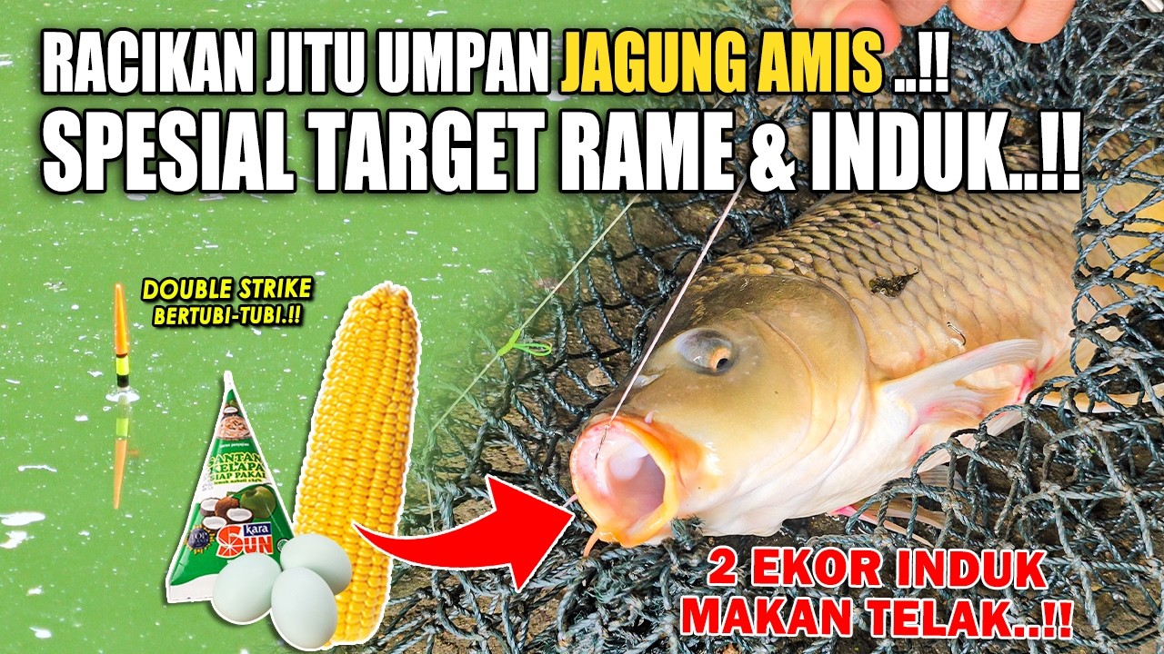 RACIKAN JITU UMPAN JAGUNG AMIS ANTI GAGAL !! HITUNGAN DETIK 2 EKOR INDUK BESAR MAKAN TELAK ❗❗