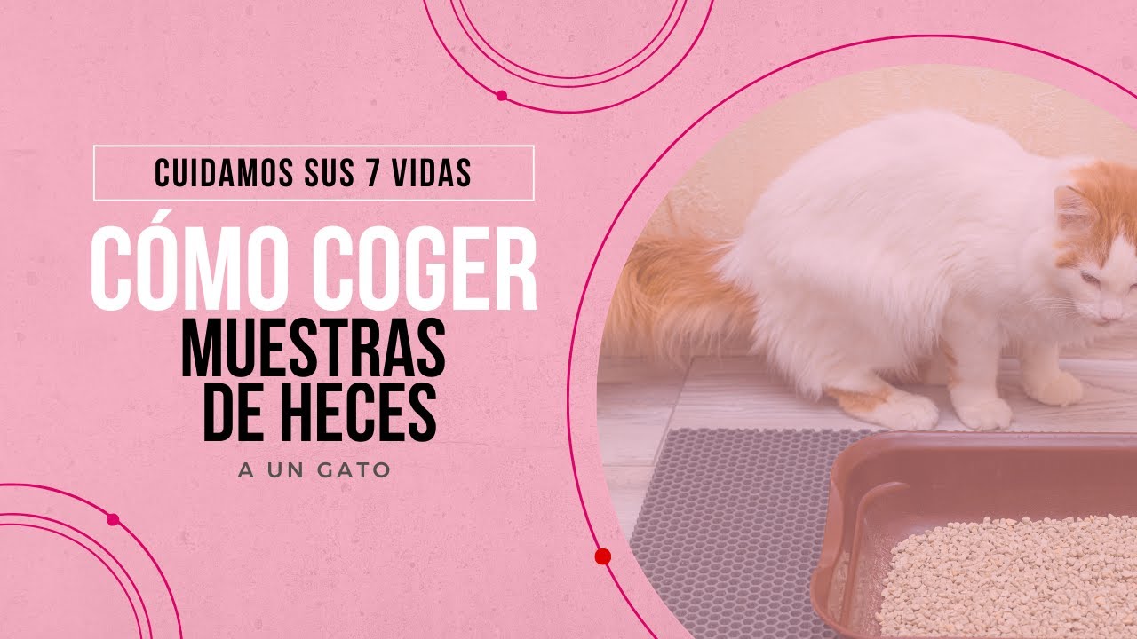 Cómo coger muestras de heces de un gato - Veterinario Especialista en Medicina Felina