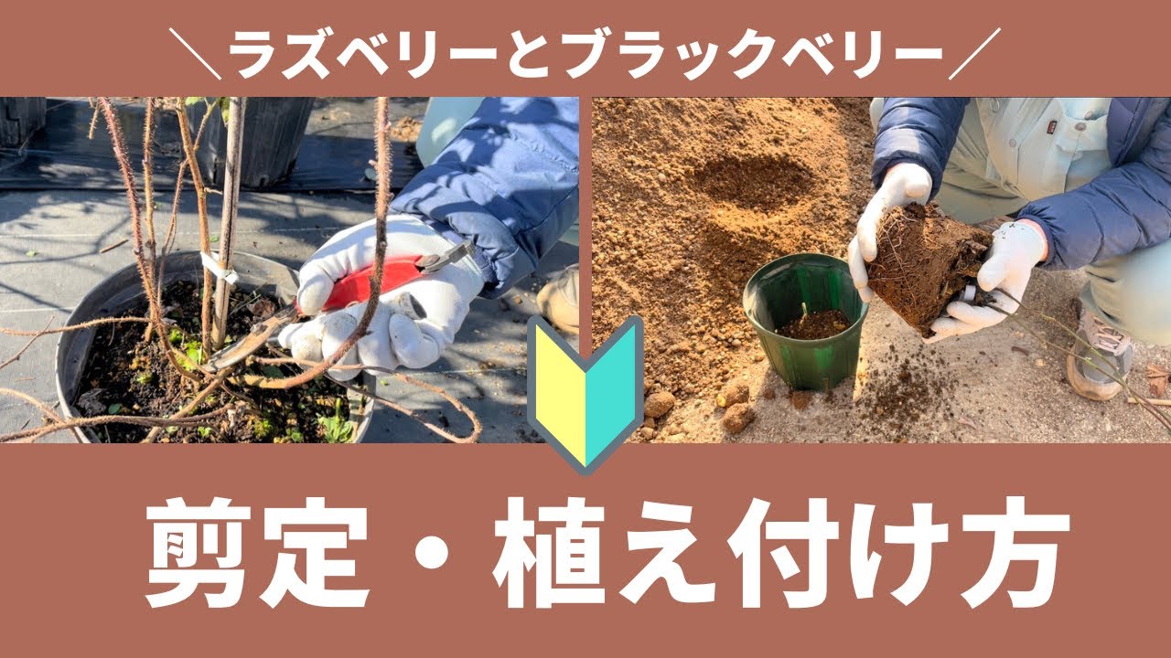 【果樹】ラズベリー・ブラックベリーの冬場の管理（植え付け、剪定）