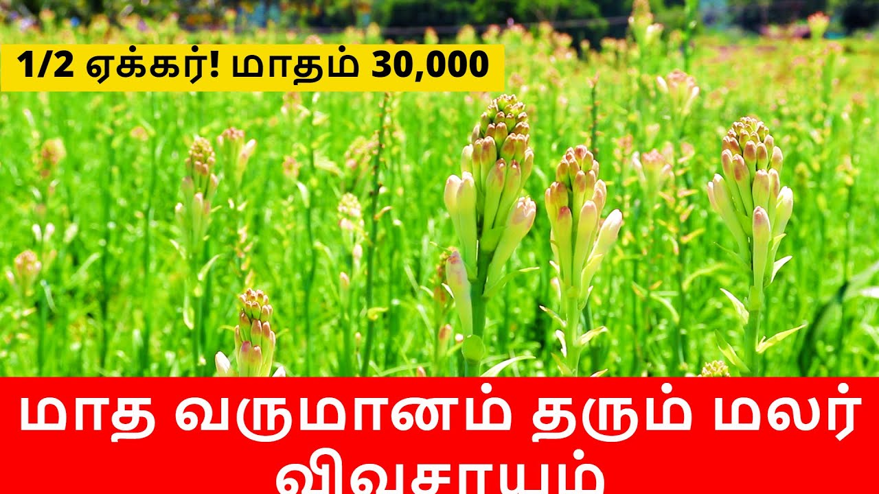 Sambangi/Tuberose Flower Farming in Tamil