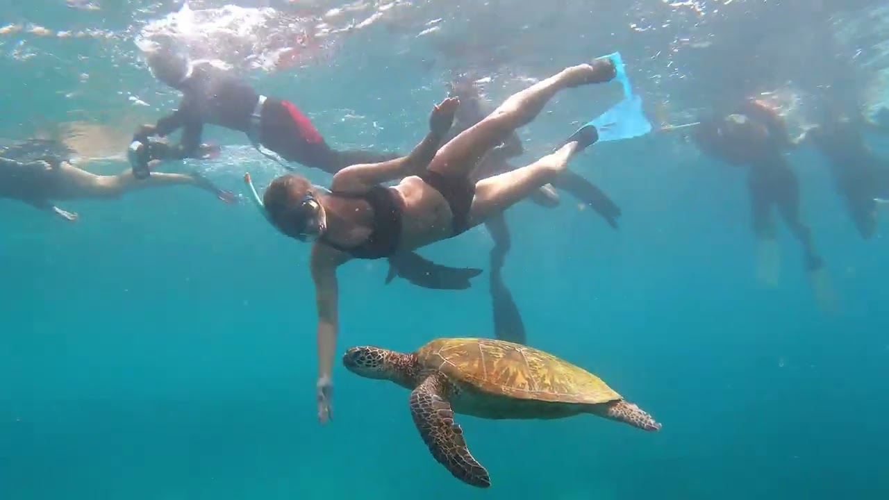 Filipíny, Cebu 2026   šnorchlování se sardinkami a želvami