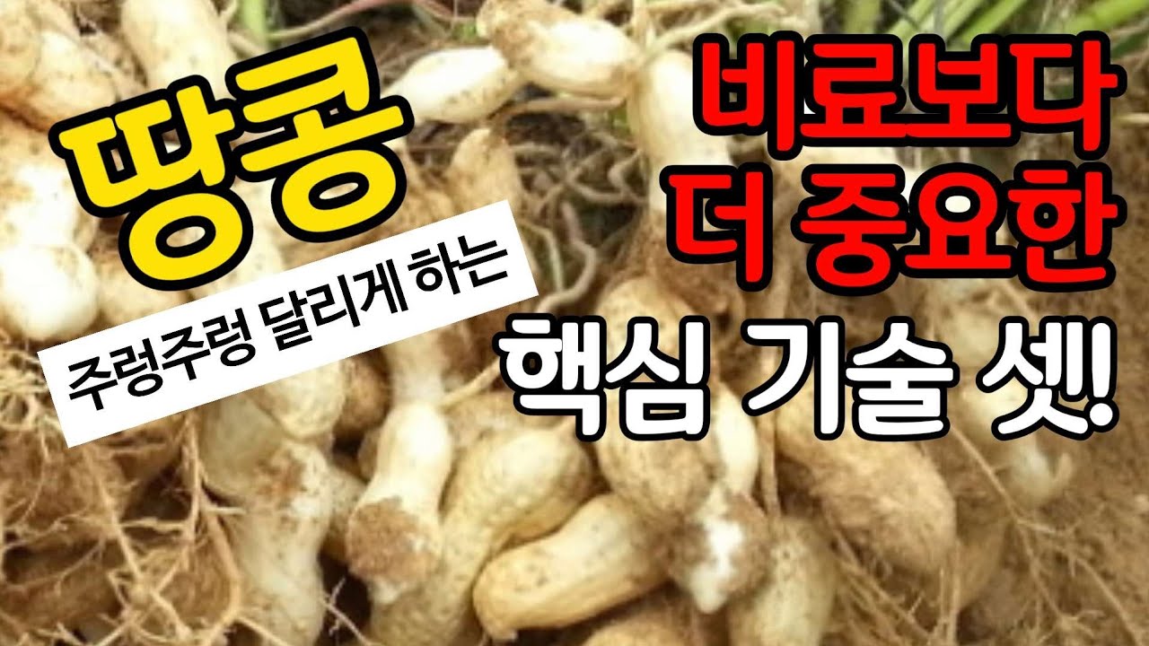 땅콩 주렁주렁 달리게 하는 비료보다 더 중요한 핵심 기술 셋!
