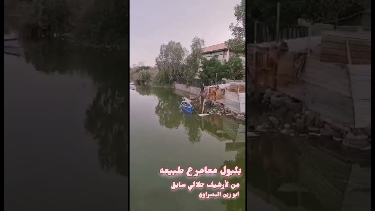 بلابل البصره فاو معامر علا الطبيعه  عتيج الصوف