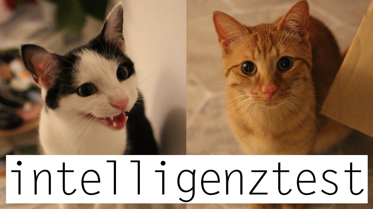 Ich teste meine Katzen - FUN mit Tiago und Jackson! | Mirellativegal