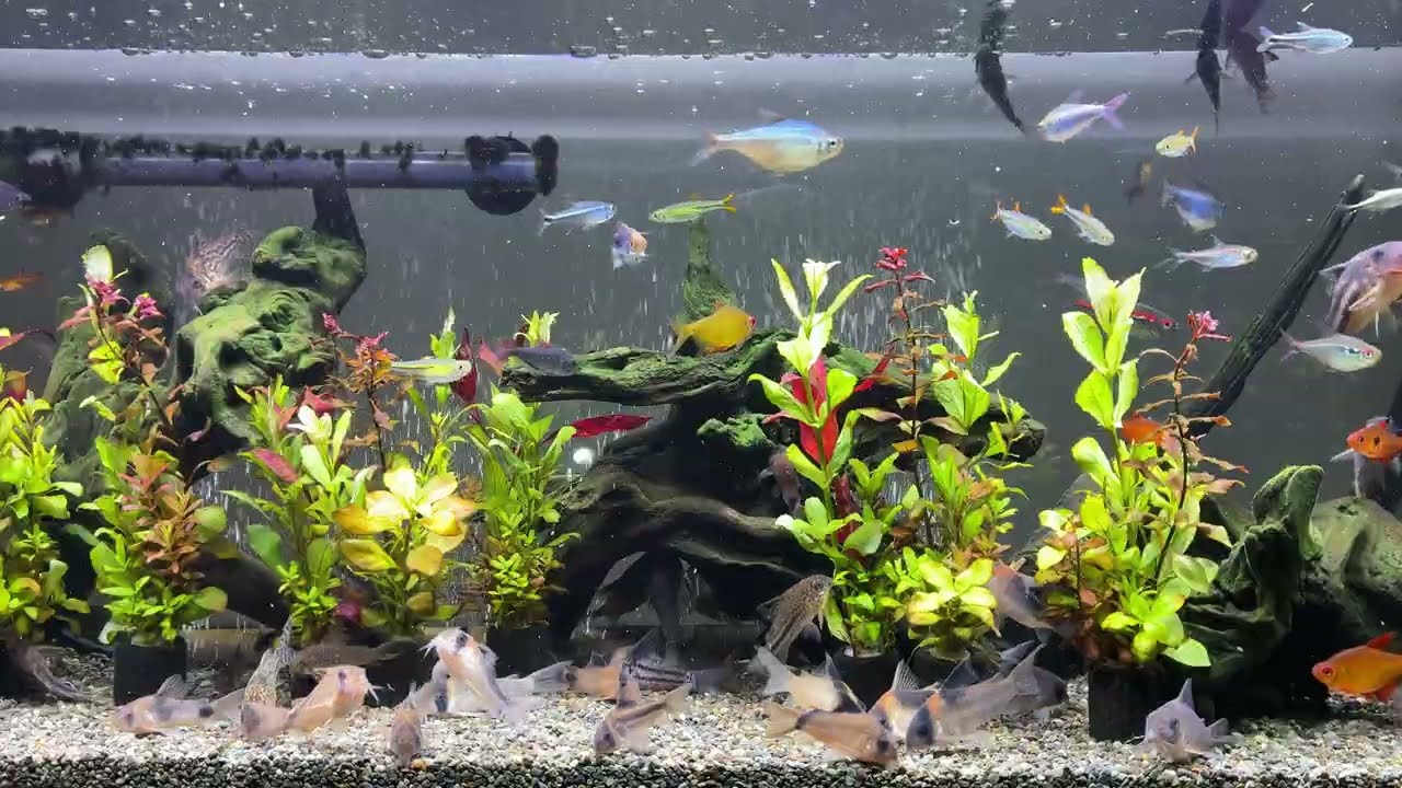 Relaxing Aquarium 1665 / 熱帯魚50種混泳水槽 アクアリウム 4K